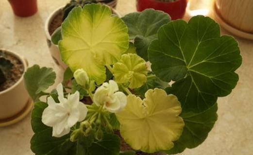 天竺葵施肥指南:什么肥料最适合?如何正确施肥? 天竺葵施肥指南:什么肥料最适合?如何正确施肥?