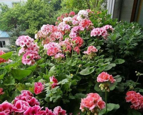 天竺葵施肥指南:什么肥料最适合?如何正确施肥? 天竺葵施肥指南:什么肥料最适合?如何正确施肥?