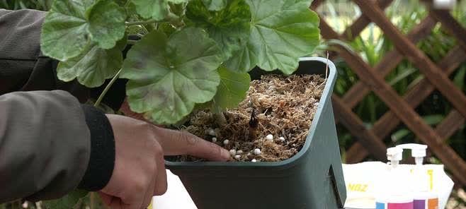 天竺葵施肥指南:什么肥料最适合?如何正确施肥? 天竺葵施肥指南:什么肥料最适合?如何正确施肥?