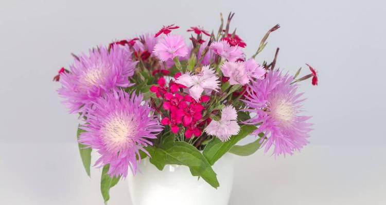 快乐的花（以花朵为语言）