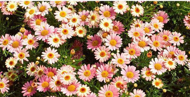 快乐的花（以花朵为语言）