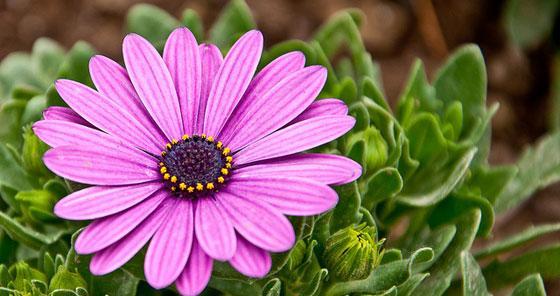 快乐的花（以花朵为语言）