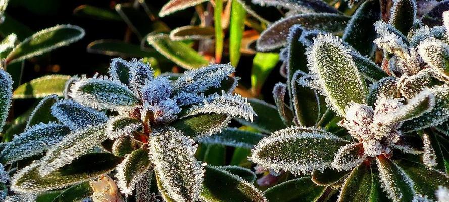 仙人球冬天会冻死吗？如何在寒冷季节保护仙人球？