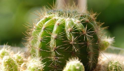 仙人球冬天会冻死吗？如何在寒冷季节保护仙人球？