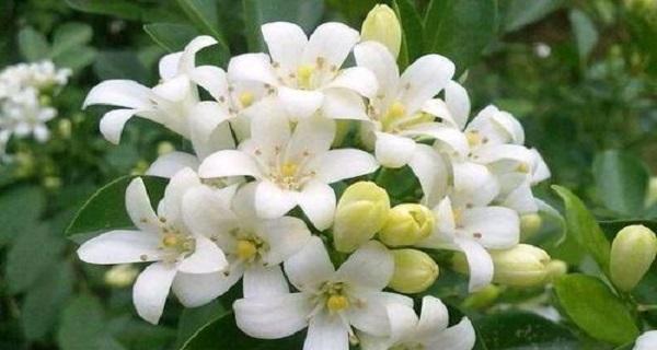 碧玉花的风水寓意与应用（以碧玉花为主题的风水寓意探究及实际运用）