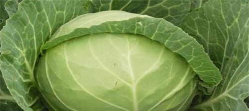 莲花白种植的最佳时间和方法是什么？