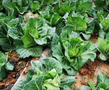 莲花白种植的最佳时间和方法是什么？