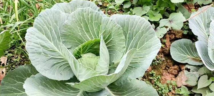 莲花白种植的最佳时间和方法是什么？