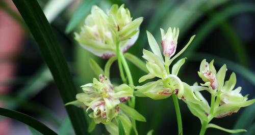 春兰花语(探寻春兰花语的意义与表达方式) 春兰花语(探寻春兰花语的意义与表达方式)