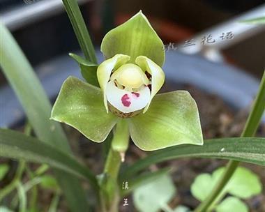 春兰花语(探寻春兰花语的意义与表达方式) 春兰花语(探寻春兰花语的意义与表达方式)