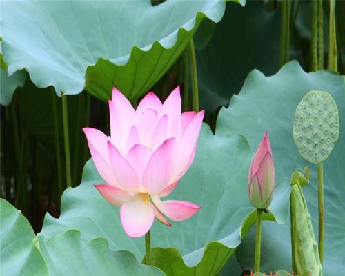 莲藕是哪种植物？莲藕有哪些种类？