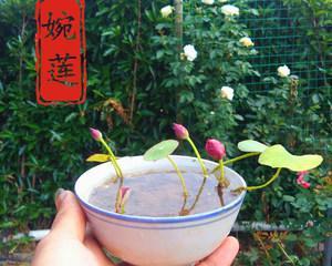 莲藕是哪种植物？莲藕有哪些种类？