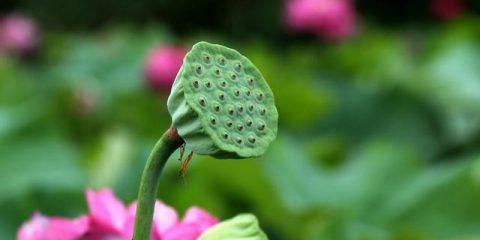 莲藕是哪种植物？莲藕有哪些种类？