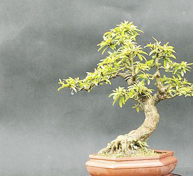 白蜡盆景冬天掉叶子正常吗？如何防止掉叶？