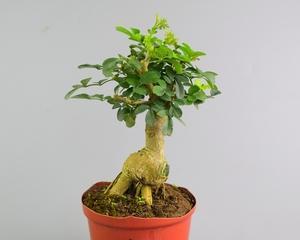 白蜡盆景冬天掉叶子正常吗？如何防止掉叶？