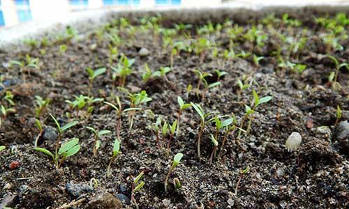 香菜种子催芽技巧有哪些？如何快速实现香菜种子发芽？