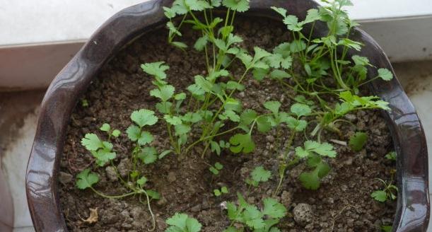 香菜种子催芽技巧有哪些？如何快速实现香菜种子发芽？