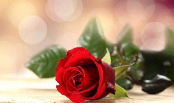 玫瑰花的花语之97朵玫瑰代表的意义（用花语传达的爱意和祝福）