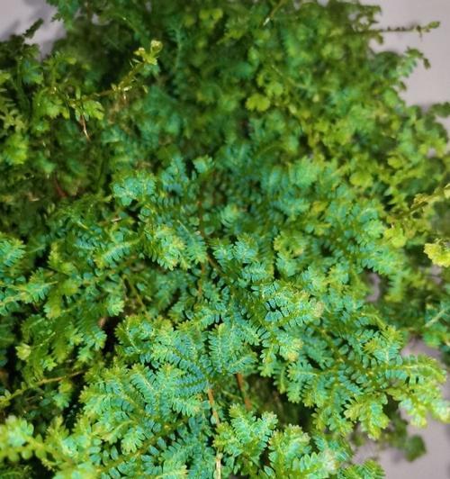 翠云草水养方法是什么?需要注意哪些事项? 翠云草水养方法是什么?需要注意哪些事项?