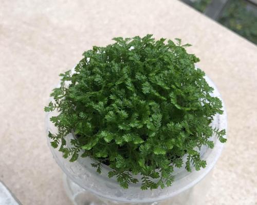 翠云草水养方法是什么?需要注意哪些事项? 翠云草水养方法是什么?需要注意哪些事项?