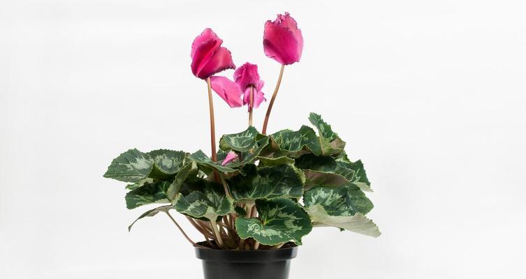 仙客来夏天养护技巧是什么？夏季养殖方法有哪些？