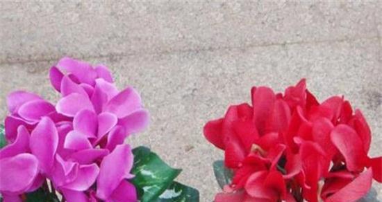 仙客来夏天养护技巧是什么？夏季养殖方法有哪些？