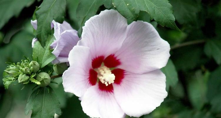 木槿花的花语与意义（探秘木槿花的花语）