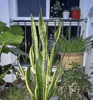 虎皮兰的风水意义是什么？如何正确摆放以避免禁忌？