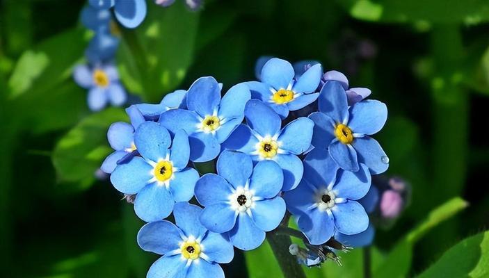 单纯美好——探寻以百合花为主题的花语之美（纯洁无瑕的象征——百合花语的深远内涵）