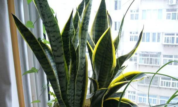 虎皮兰的风水意义是什么？如何正确摆放以避免禁忌？