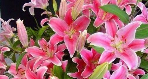 木本百合（探寻自然之美——木本百合的多重寓意与象征）