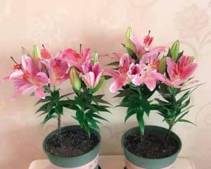 木本百合（探寻自然之美——木本百合的多重寓意与象征）