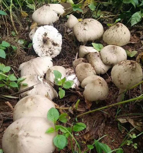 鸡枞生长在什么地方?如何识别和采集野生鸡枞? 鸡枞生长在什么地方?如何识别和采集野生鸡枞?