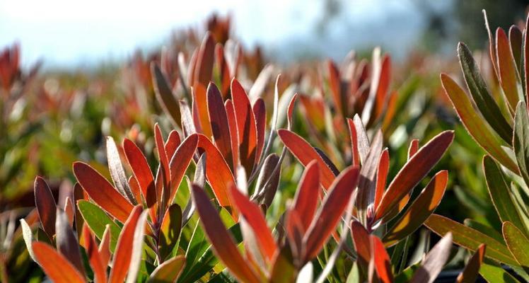 木本百合（探寻自然之美——木本百合的多重寓意与象征）