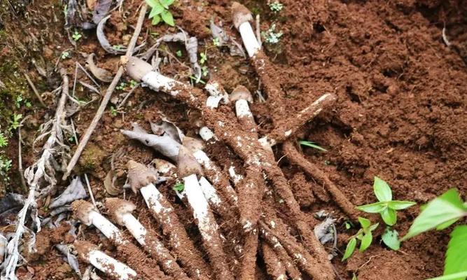 鸡枞生长在什么地方?如何识别和采集野生鸡枞? 鸡枞生长在什么地方?如何识别和采集野生鸡枞?