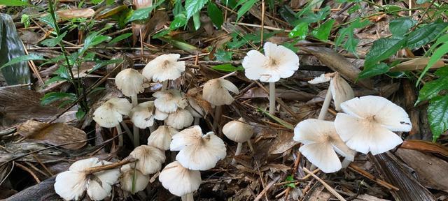 鸡枞生长在什么地方?如何识别和采集野生鸡枞? 鸡枞生长在什么地方?如何识别和采集野生鸡枞?