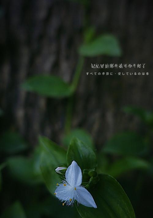 白花紫露草花语（探索白花紫露草的花语与寓意）