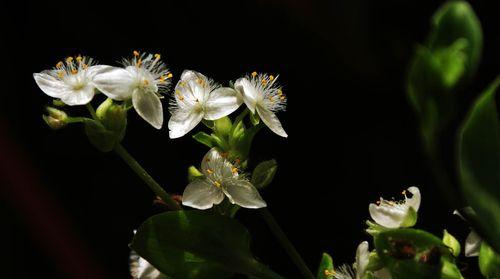 白花紫露草花语（探索白花紫露草的花语与寓意）