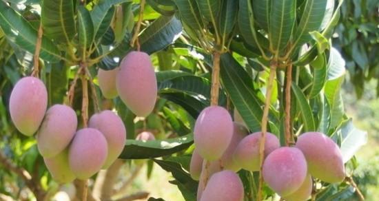 芒果树南方可以种吗？种植条件和注意事项是什么？