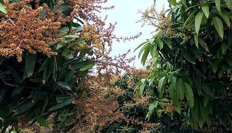 芒果树南方可以种吗？种植条件和注意事项是什么？