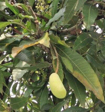 芒果树南方可以种吗？种植条件和注意事项是什么？