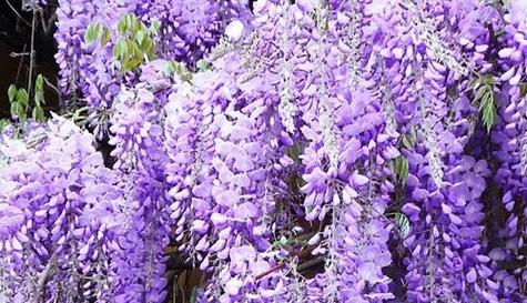 以红蔷薇代表救赎——一个绽放在黑暗中的希望（摘下刺）