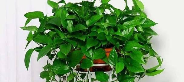 家里能种绿萝吗？绿萝种植的注意事项有哪些？