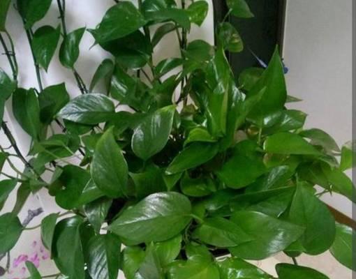 家里能种绿萝吗？绿萝种植的注意事项有哪些？