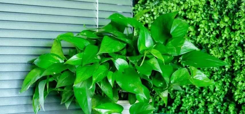 家里能种绿萝吗？绿萝种植的注意事项有哪些？
