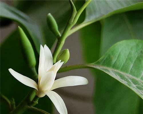 笑容如花，传递的意义是什么（含笑花的象征意义及其积极影响力）