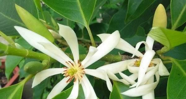 笑容如花，传递的意义是什么（含笑花的象征意义及其积极影响力）