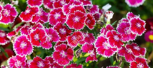 石竹开花时间是什么时候？一年能开几次花？