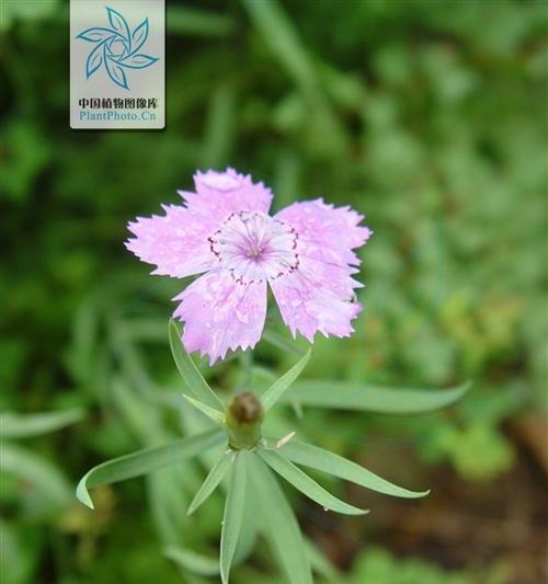 石竹开花时间是什么时候？一年能开几次花？