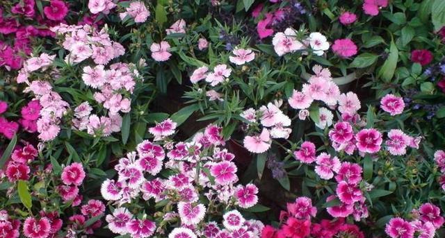 石竹开花时间是什么时候？一年能开几次花？